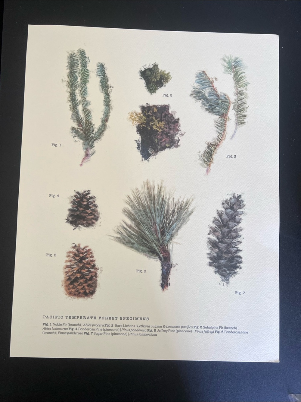 Botanical Pine & Cone Art Print - Green, Brown, Cream